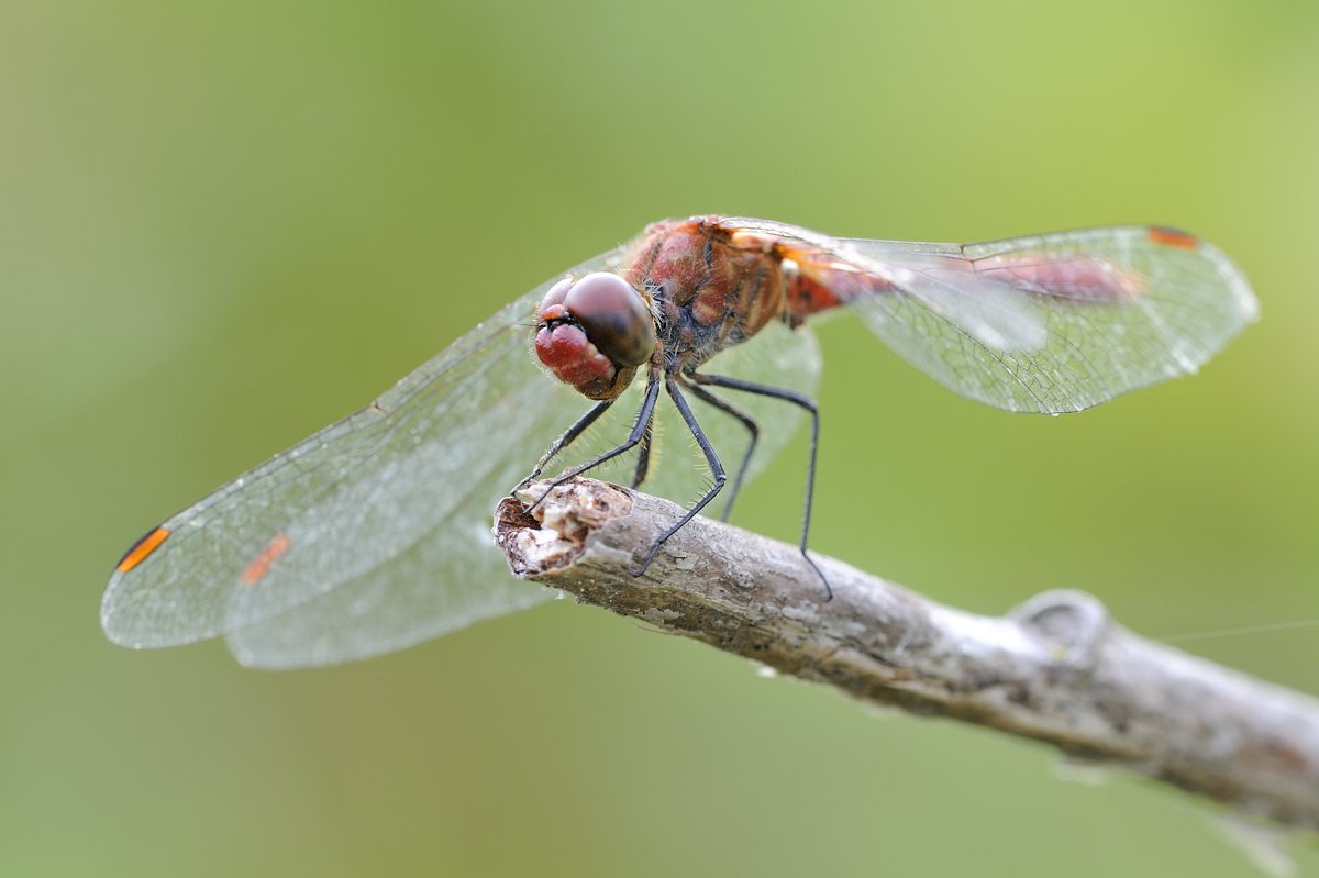 Sympetrum sanguineum maschio